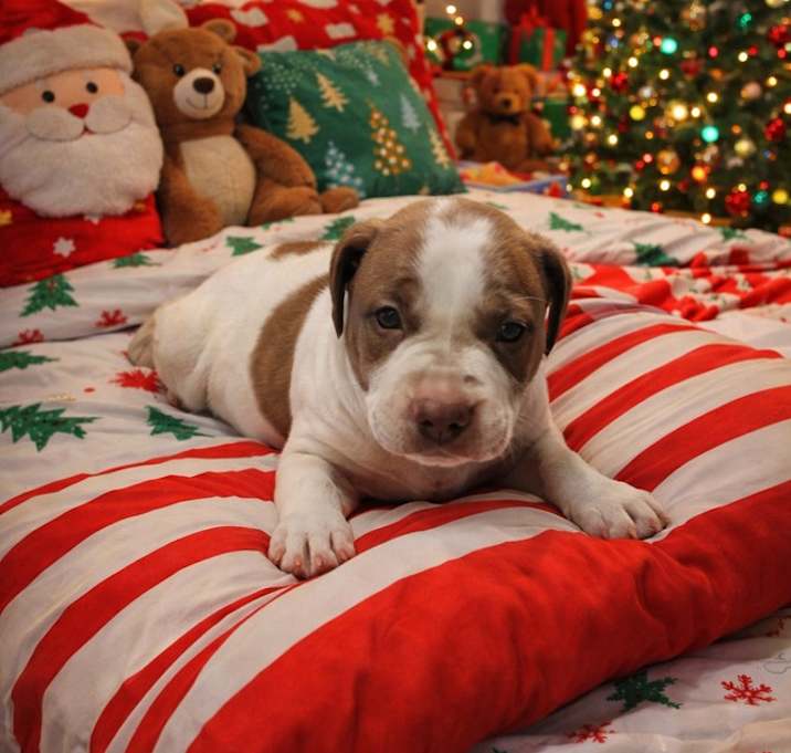 Photo of New Years Pups - Nova