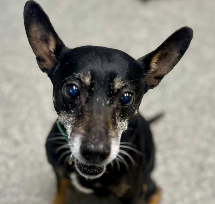 Photo of Oscar loves playing fetch ❤️