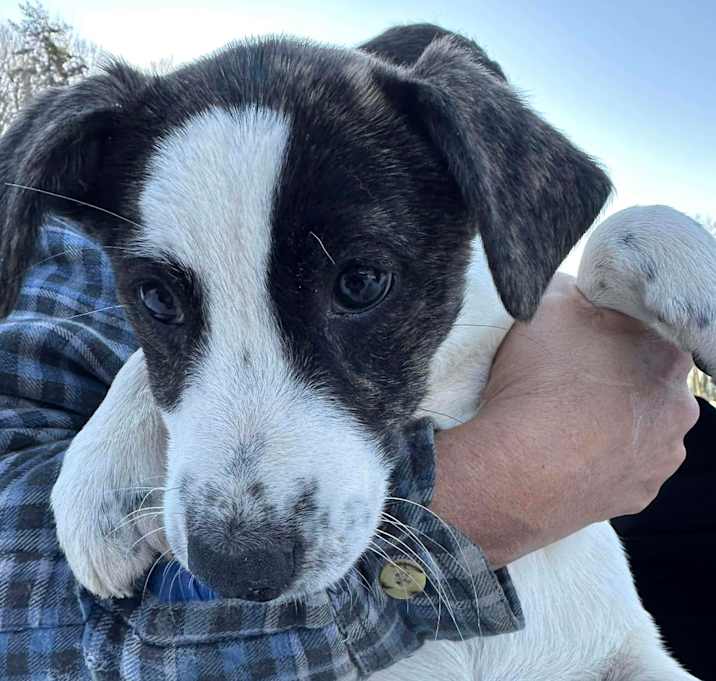 Photo of Disco puppy: Donna Summer