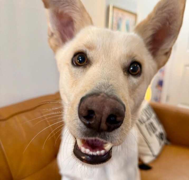 Photo of Dutchie Baby the Darling Lover