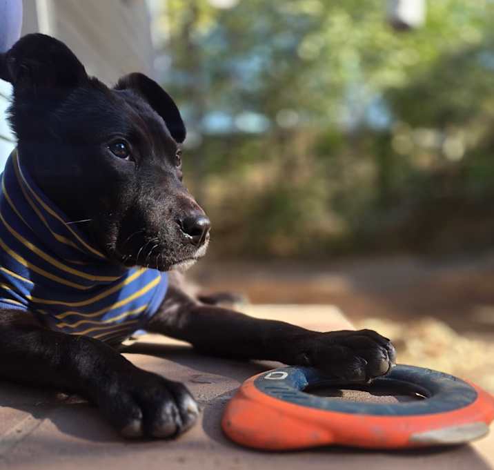 Photo of Woofie 21711