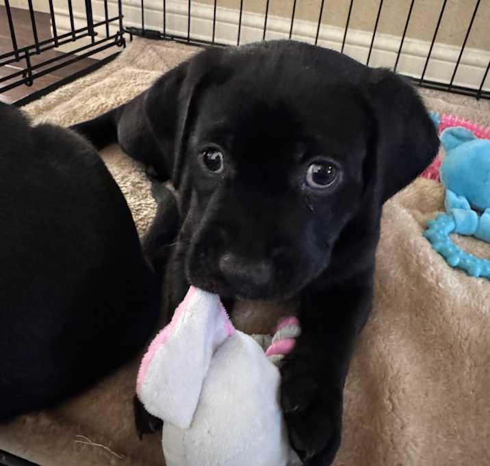 Photo of Apple Cider