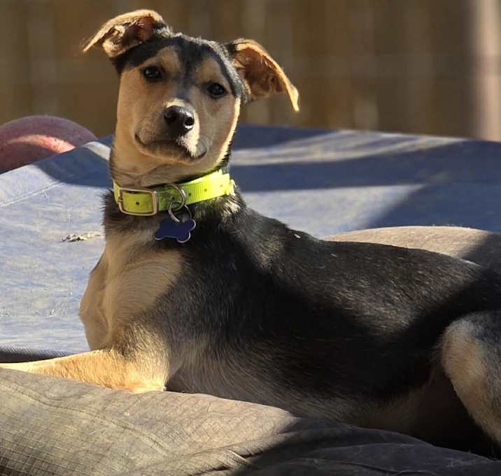 Photo of Kevin (7mo PUPPY)