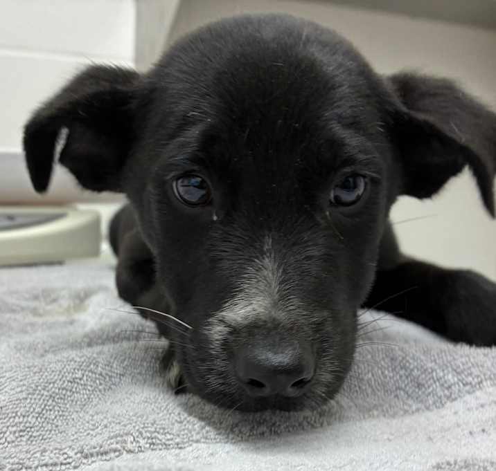 Photo of Bourbon Fizz