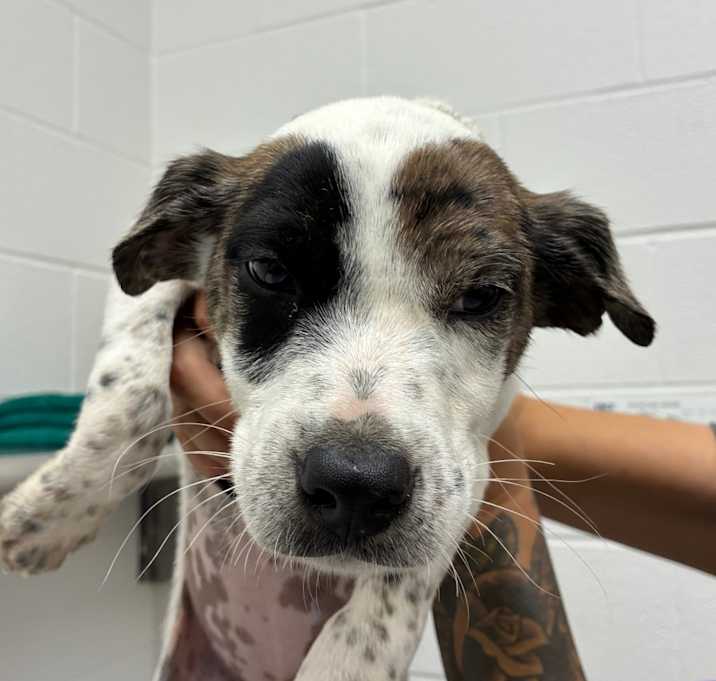 Photo of Cranberry Whiskey