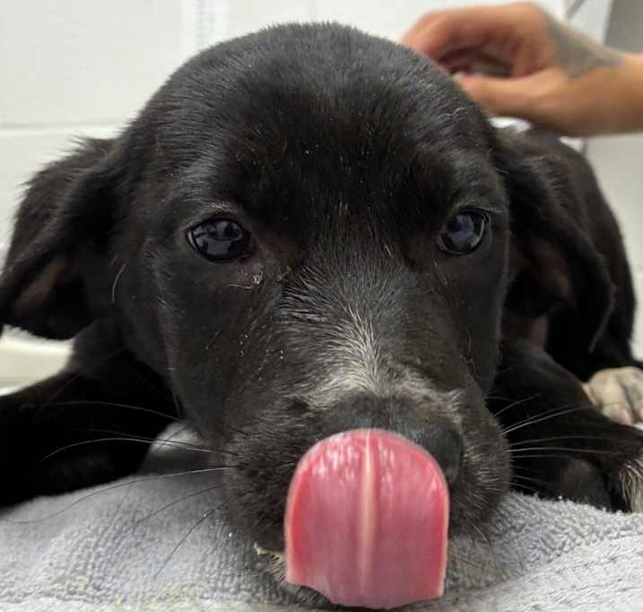 Photo of Rose Spritzer