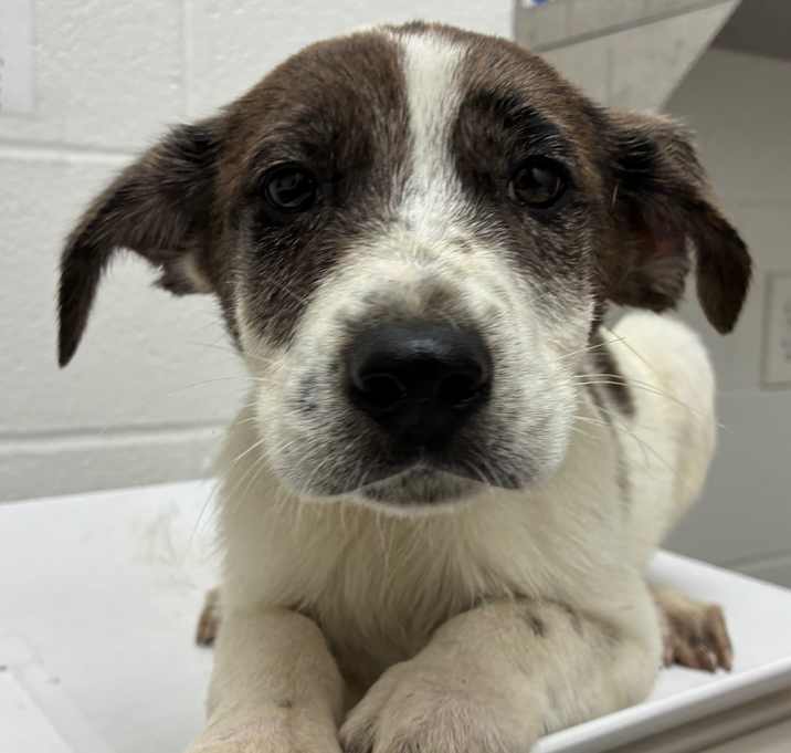 Photo of White Russian