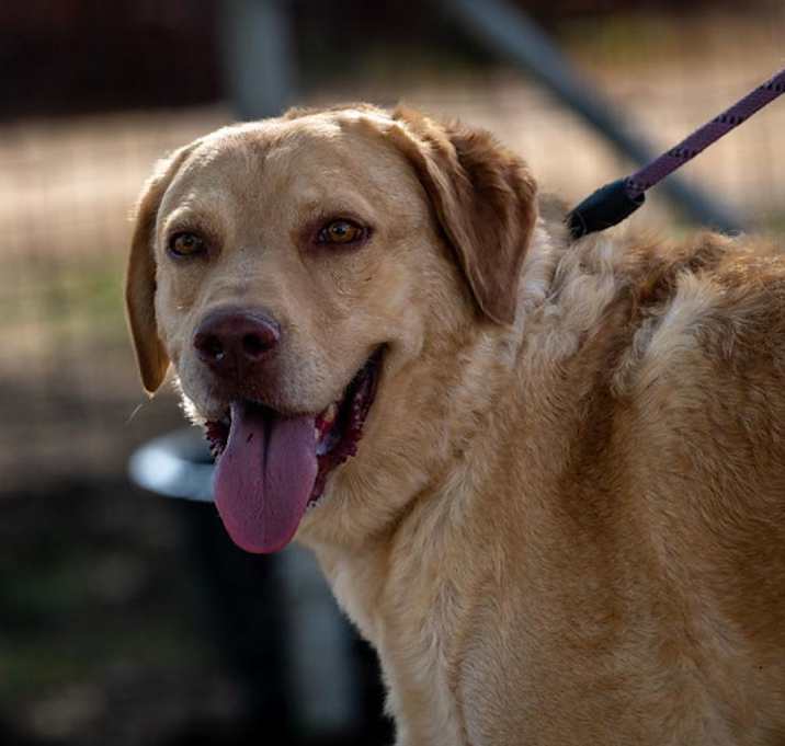 Photo of Old Yeller JuM