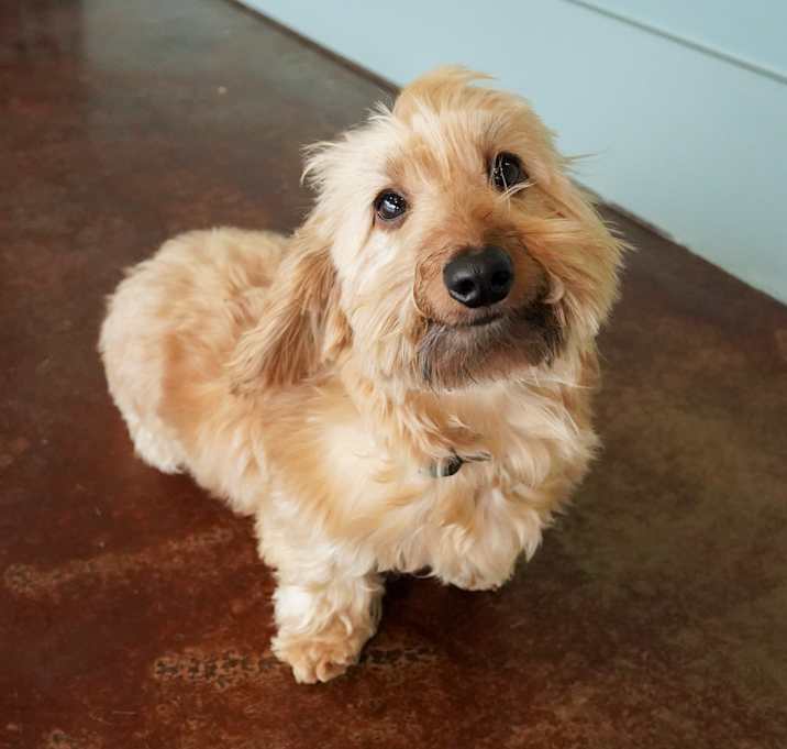 Photo of Butterscotch