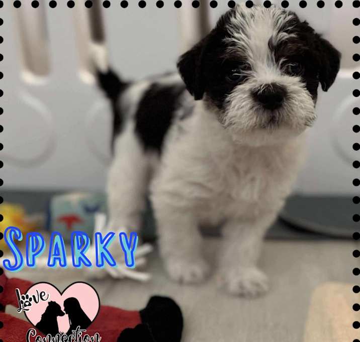Photo of Sparky