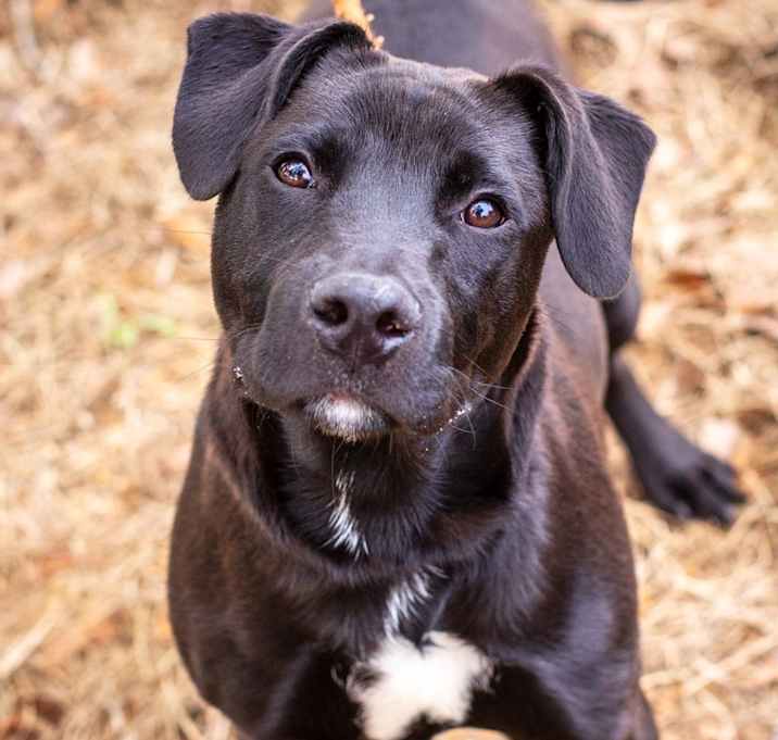 Photo of King Ghidorah