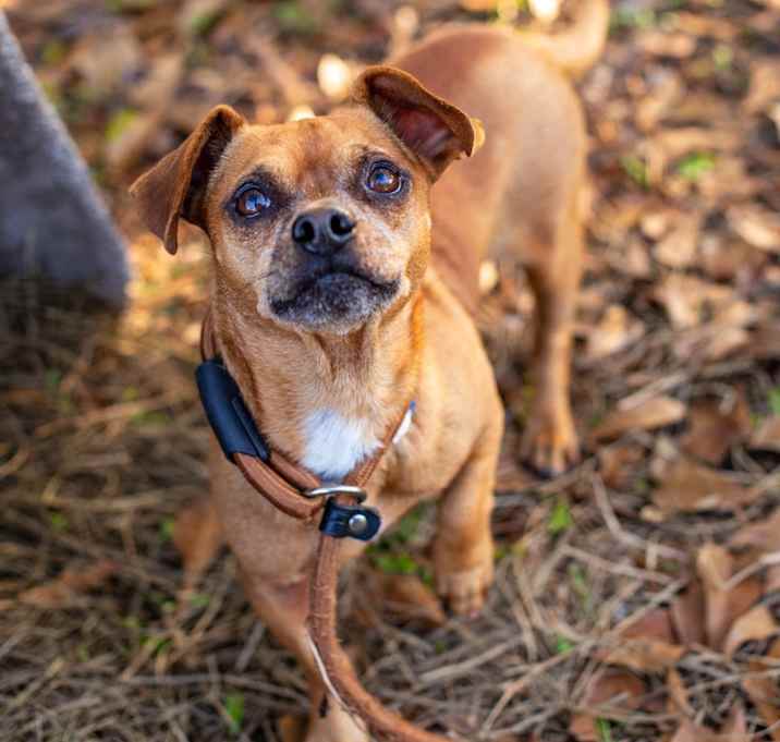 Photo of Buster Brown