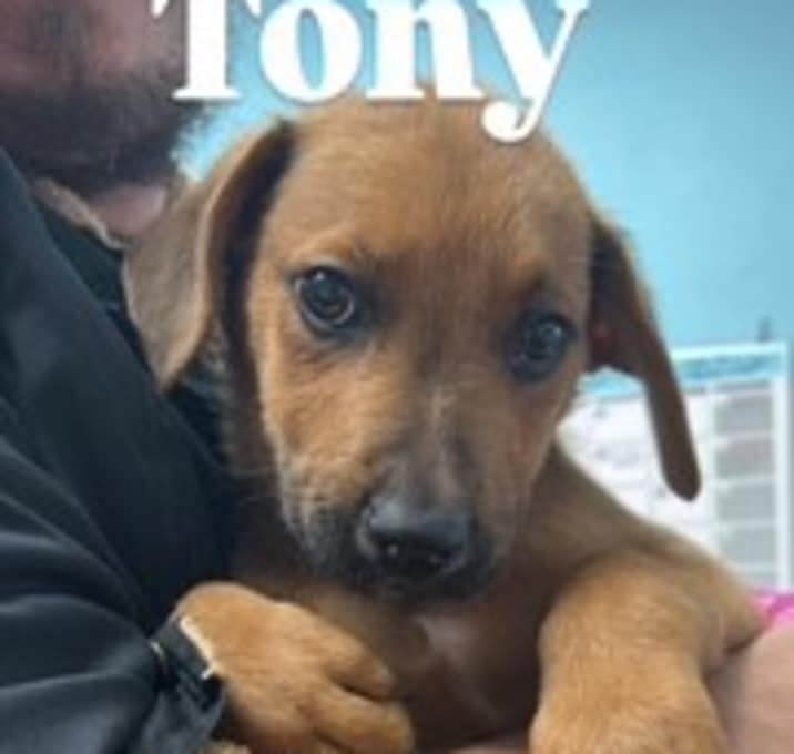 Photo of Tony