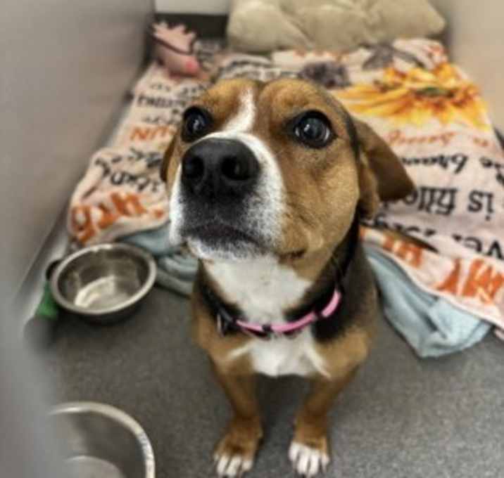 Photo of Peppermint Bark