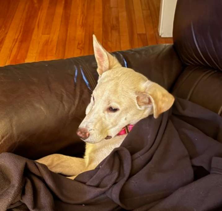 Photo of Vince - Foster