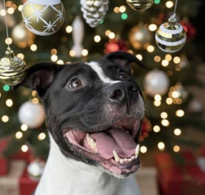 Photo of TRISTAN WOOFS