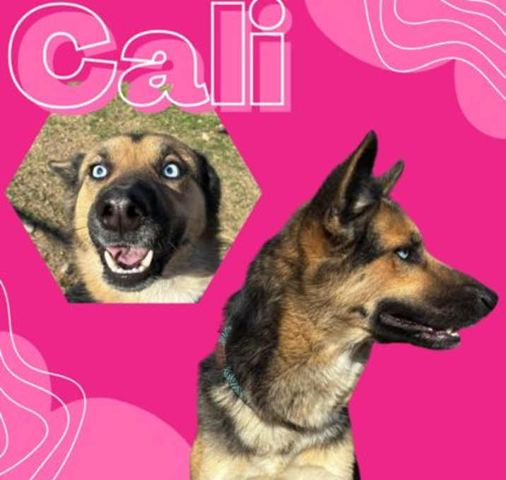 Photo of Cali