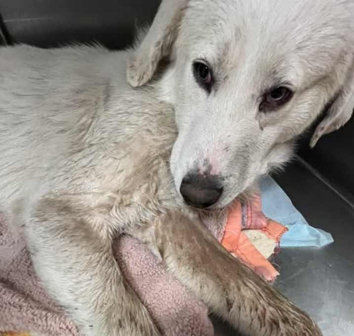 Photo of Fluffy 25-12-038