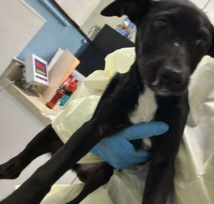 Photo of Dahlia 25-11-126