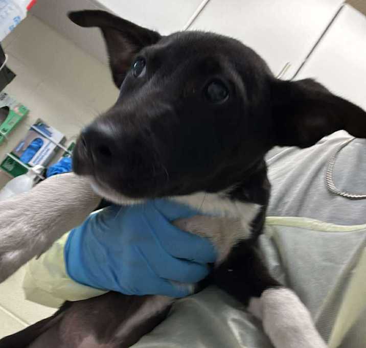 Photo of Asher 25-11-126