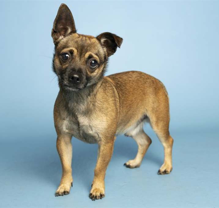 Photo of PEANUT BRITTLE