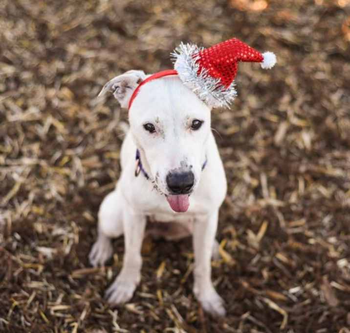 Photo of VANILLA POP