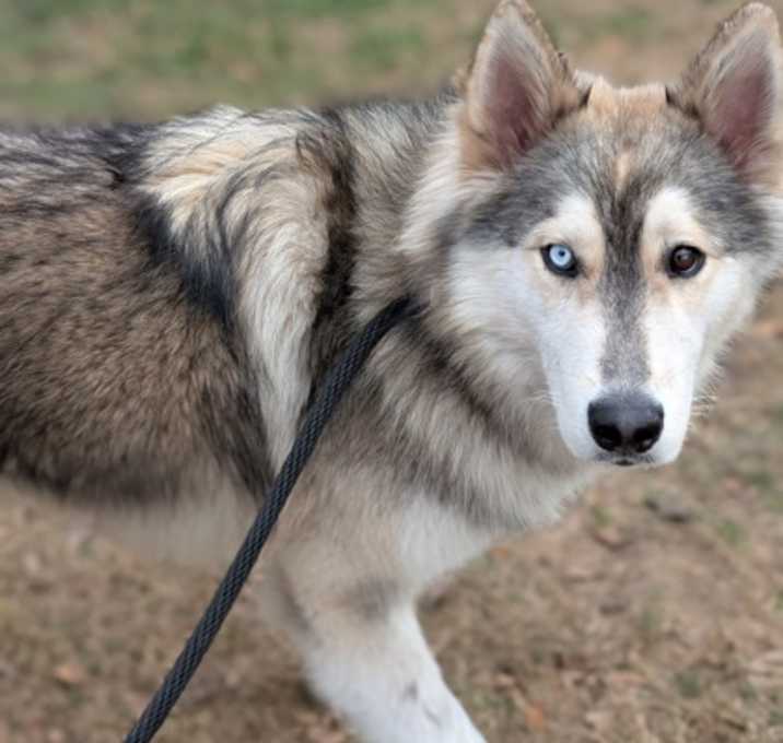 Photo of Roscoe-avail 12/23