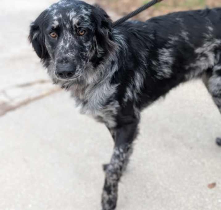 Photo of Gator-Available 12/23