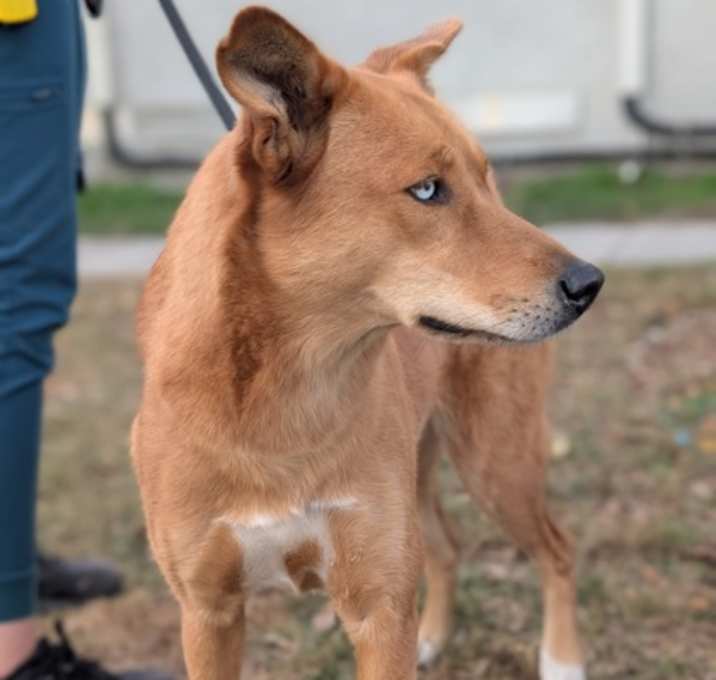 Photo of Hawk-Available 12/23