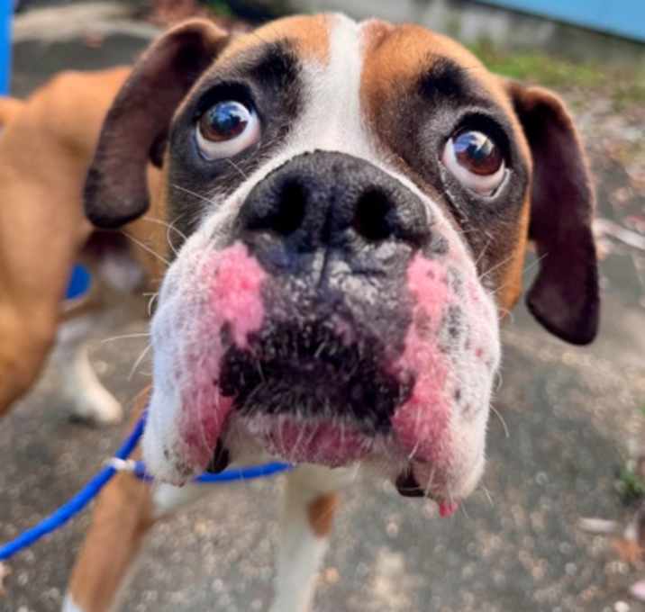 Photo of Andrew-Joseph-White