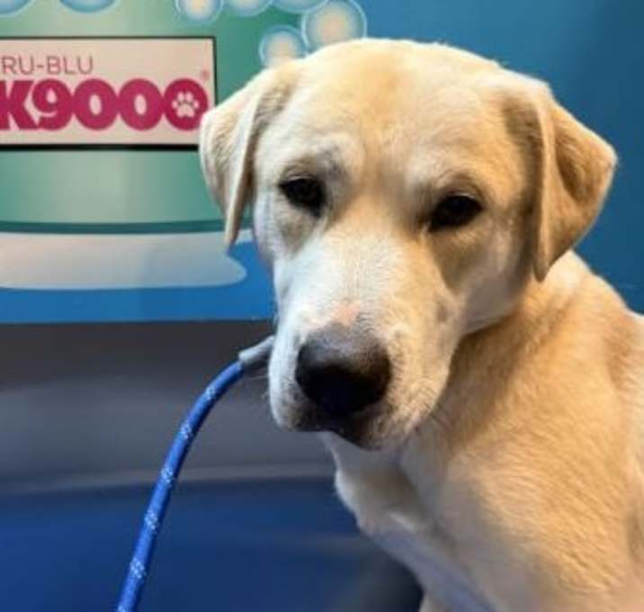 Photo of Henley Stray *COURTESY POST*