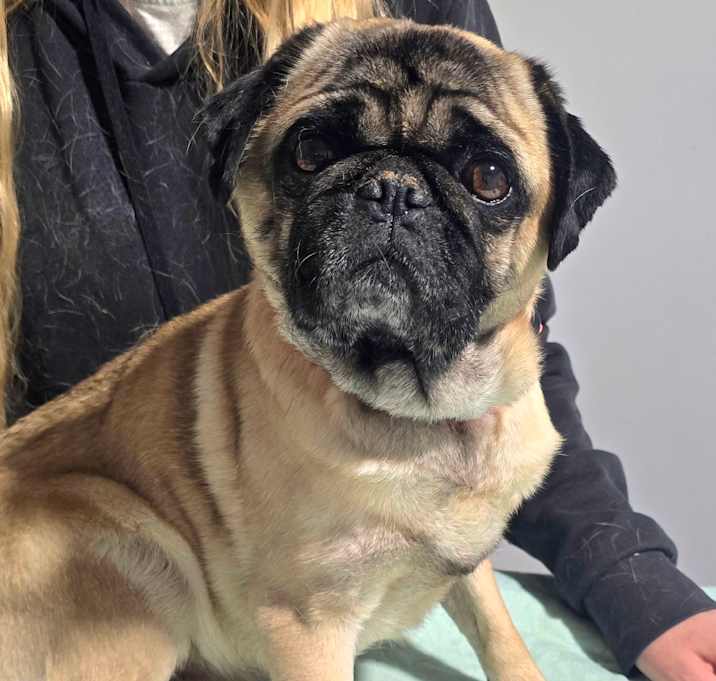 Photo of Winston *My adoption fee has been lovingly sponsored by the family of my Dad, who has passed away*