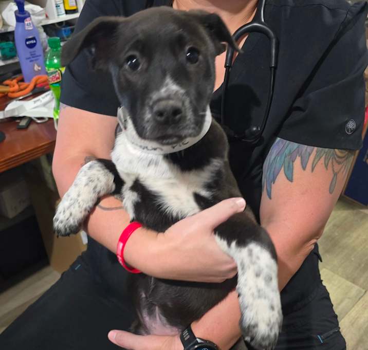 Photo of Pumpkin Pie