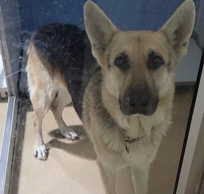 Photo of Charlie 12/17/2025