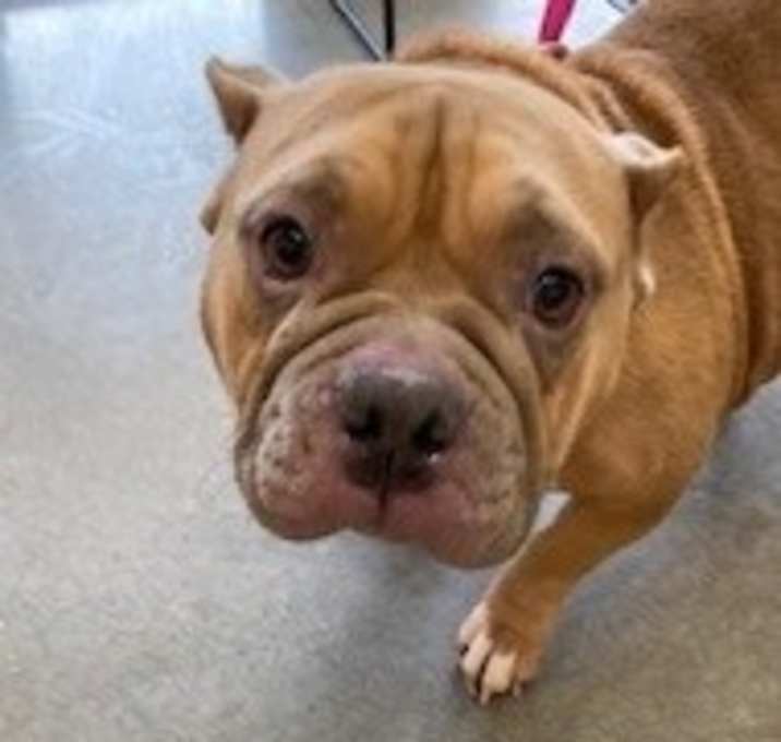 Photo of YORK-Stray-14605