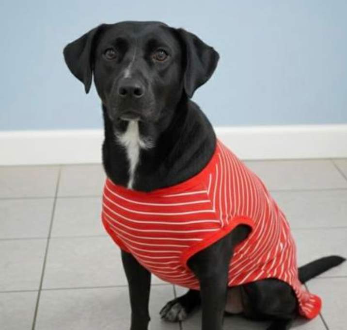 Photo of Duke~SPONSORED!