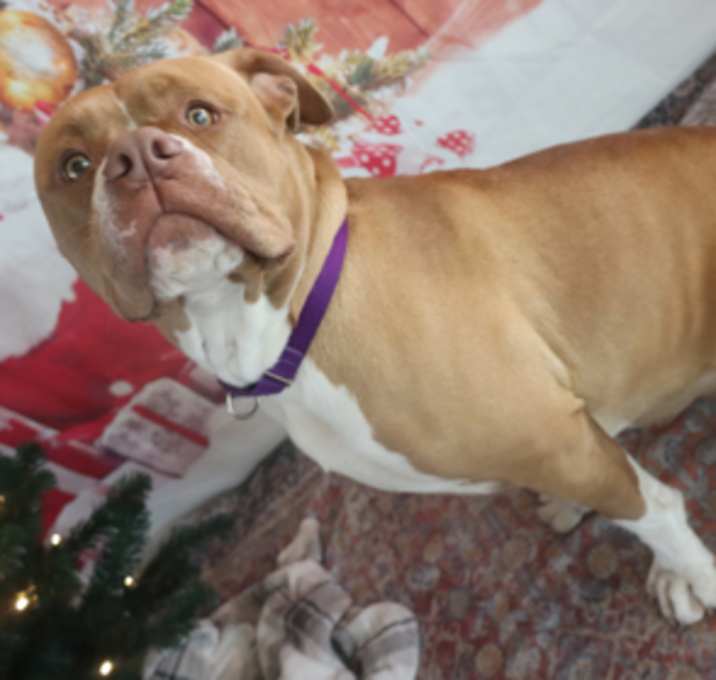 Photo of Mia Thermopolis Princess of Ge