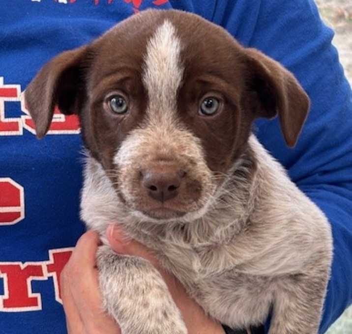 Photo of 4PAWS Jerry