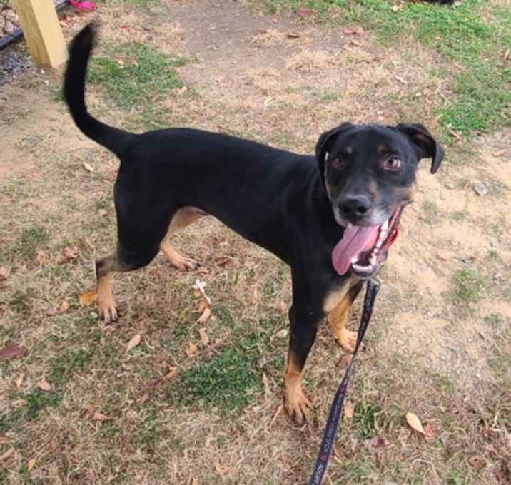 Photo of Thor fka NATCHEZ