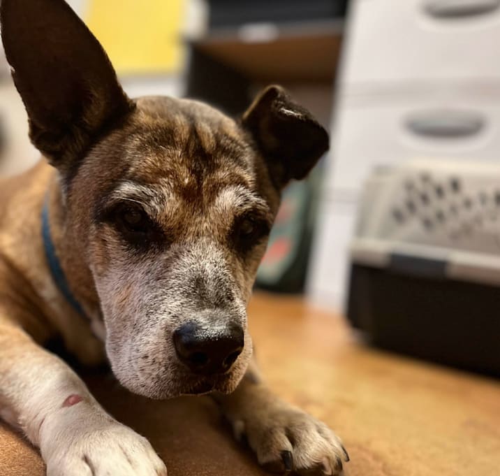 Photo of Beaureguard