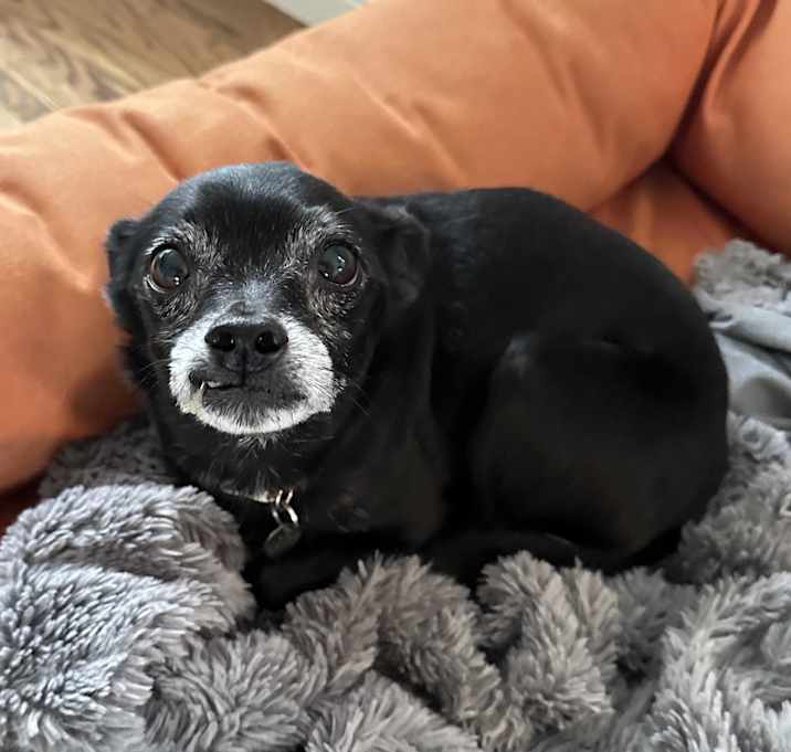 Photo of DefaultAdoptionFee-Test