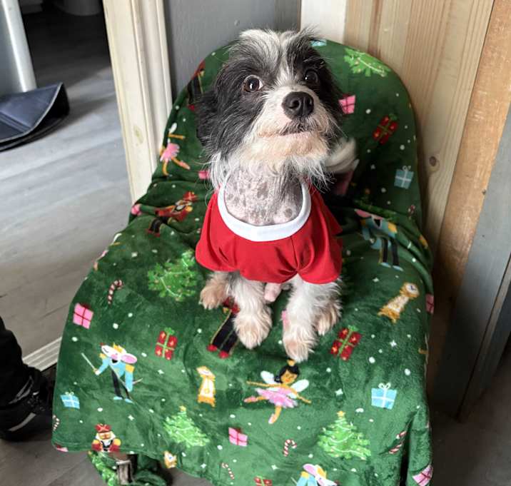 Photo of Moochie Pie