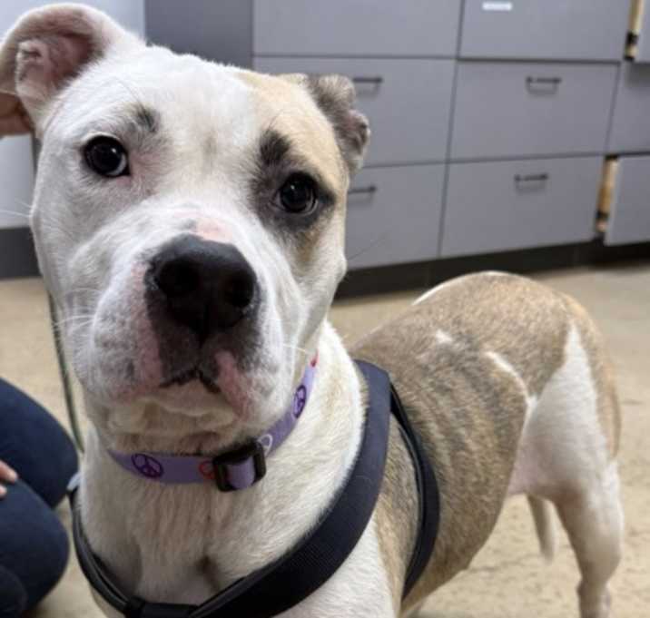 Photo of F25 FC 1628 Bella