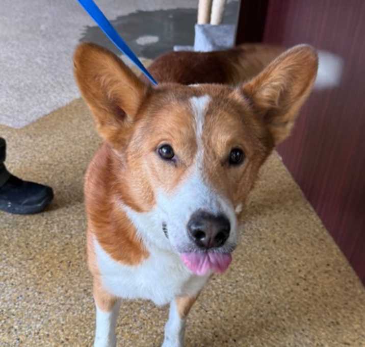 Photo of PANCHITO (STITCH)