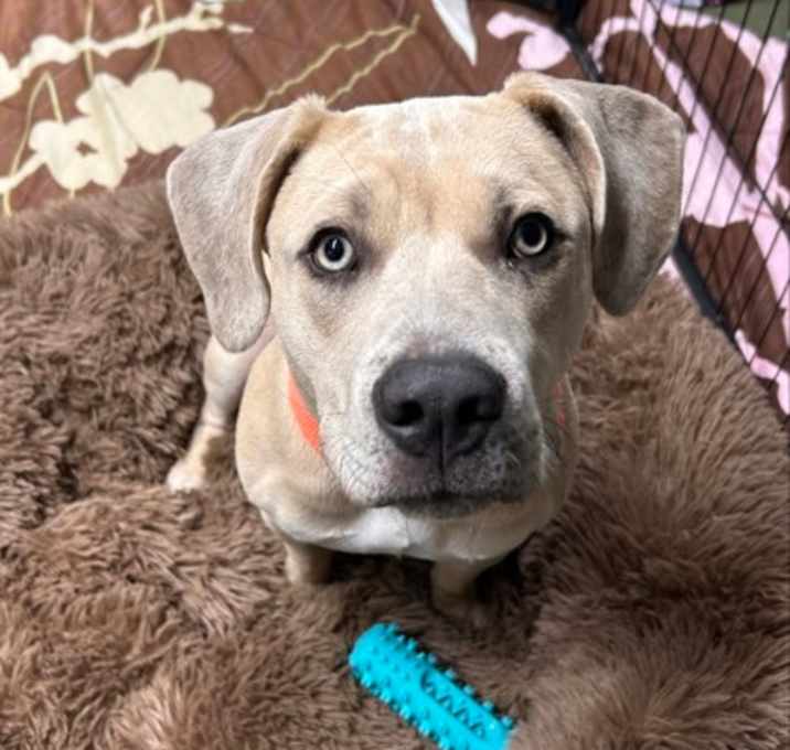 Photo of Snoopy Butterbean