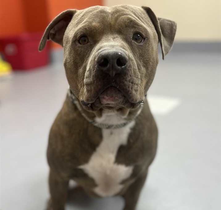 Photo of SEAN CONNERY