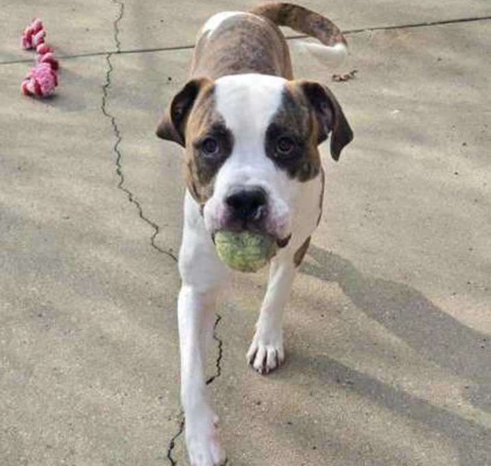 Photo of Cash (Foster/Adopt Only)