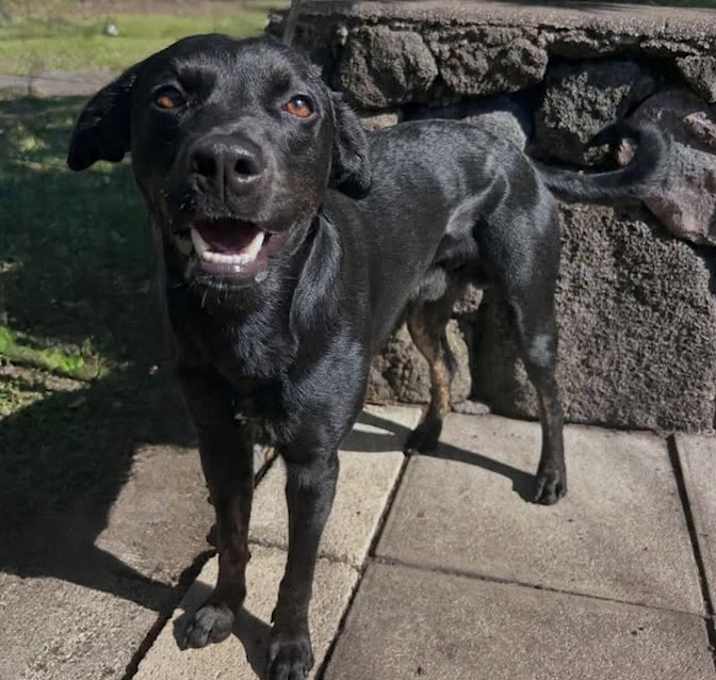 Photo of Batman:AIR-Stray-12622