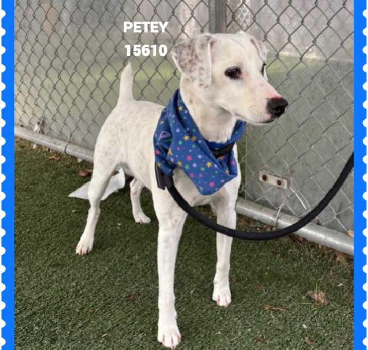 Photo of PETEY