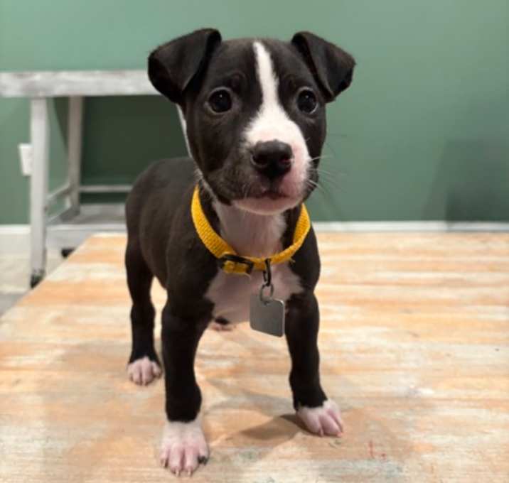 Photo of Jackson IN FOSTER